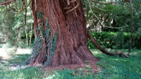 Sequoia 02.jpg