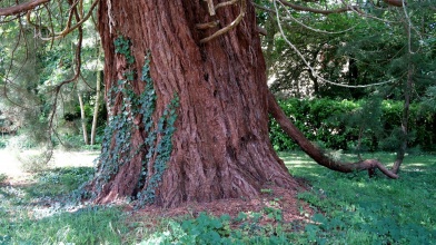 Séquoia de la Chesnaye