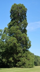Séquoia de la Chesnaye